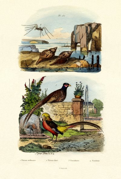 Pheasant by French School